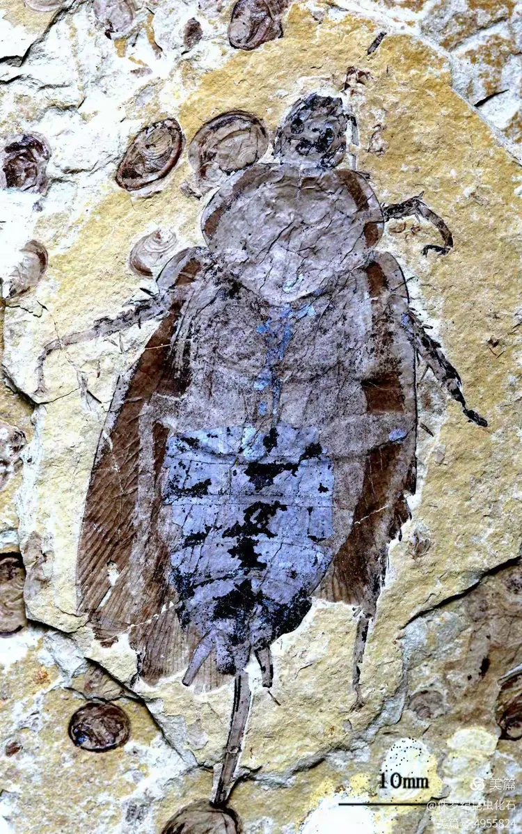 科普知识昆虫化石二之蟑螂目